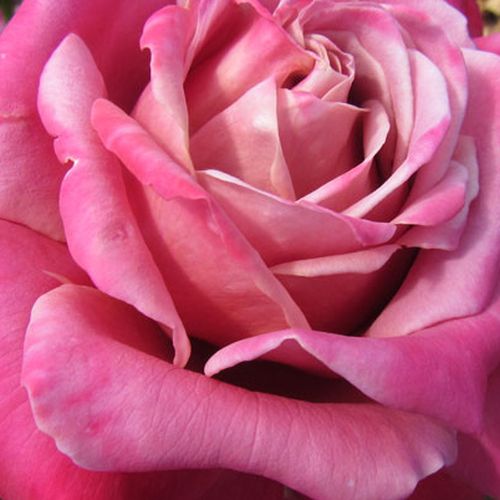 Rosa Fabulous™ - rosa de fragancia discreta - Árbol de Rosas Híbrido de Té - rosal de pie alto - rosa - John Ford - forma de corona de tallo recto - Rosal de árbol con forma de flor típico de las rosas de corte clásico.